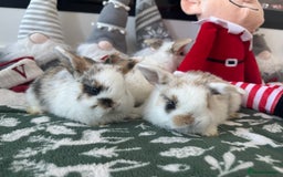 Mini Lop rabbits for sale: Baby bunnies  - Advert 4