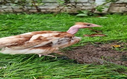 Chickens poultry for sale: Transylvanian Naked Neck Chicks - Image 9
