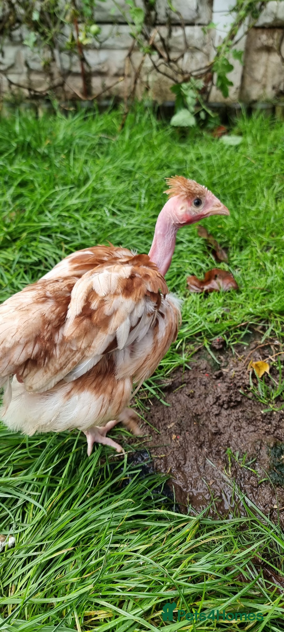 Chickens poultry for sale: Transylvanian Naked Neck Chicks - Image 9