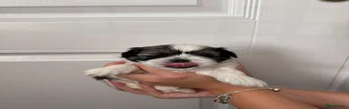 Shih Tzu 2 - Dinosaur Rex