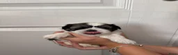 Shih Tzu dogs for sale: Shih Tzu Puppies - Advert 11