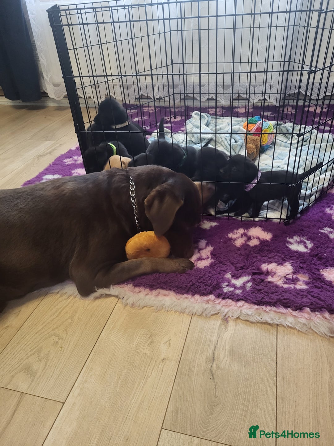 Labrador Retriever dogs for sale: KC registered Labrador Retriever puppies - Advert 19