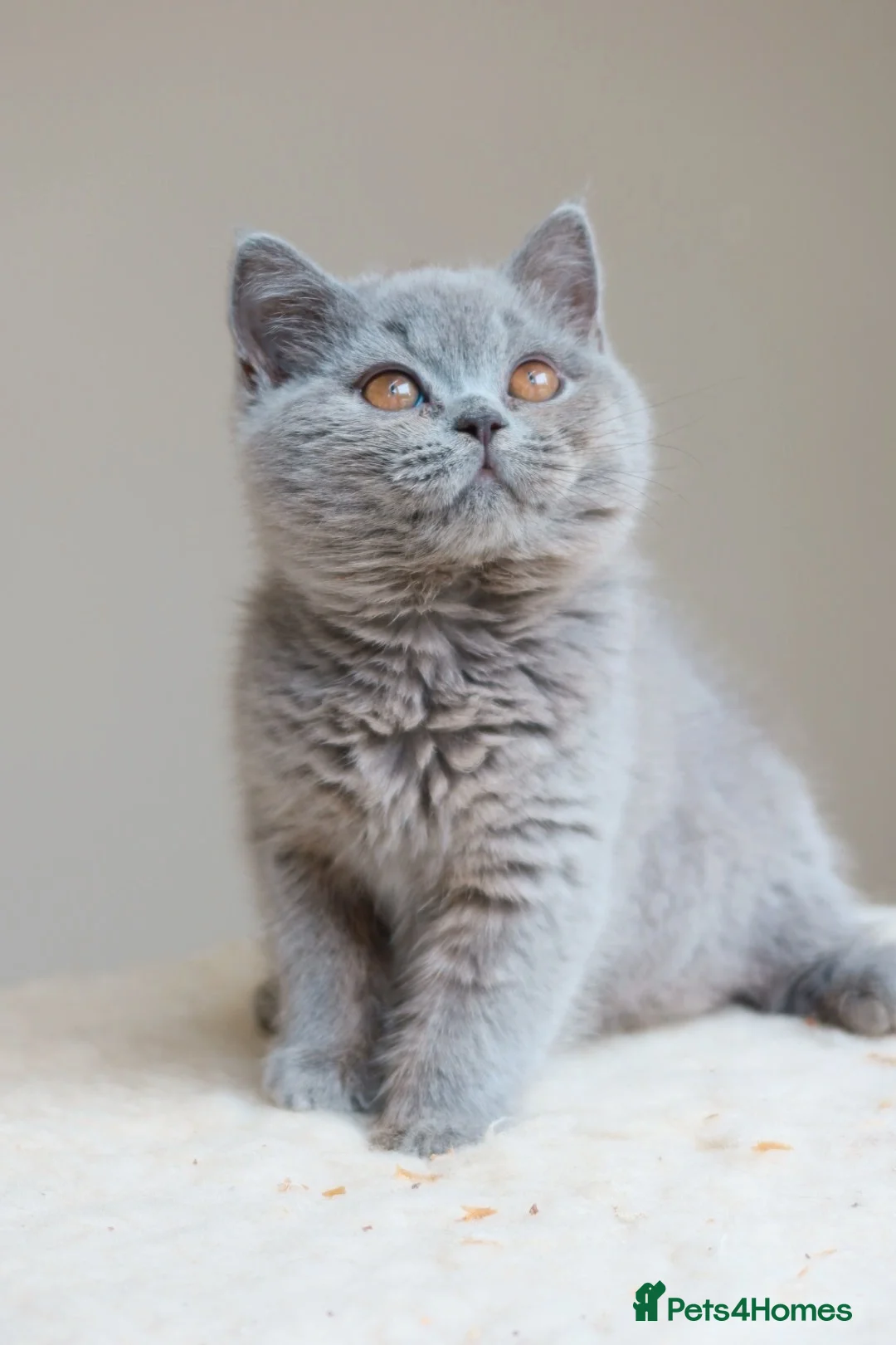 British Shorthair cats for sale: Beautiful Blue Girl Kitten - Reg & Licensed - Advert 2
