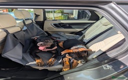 Mixed Breed dogs for sale: 2 Shepweiler Puppies  - Image 3