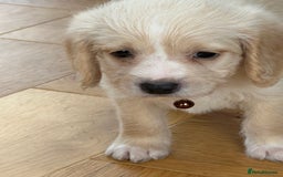 Mixed Breed dogs for sale: Beautiful Beagle X Cavapoo Puppies 🐾  - Image 15