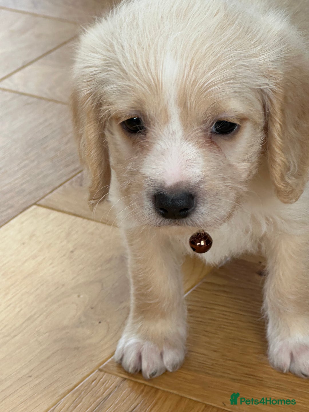 Mixed Breed dogs for sale: Beautiful Beagle X Cavapoo Puppies 🐾  - Image 15