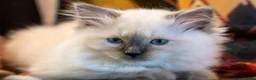 Ragdoll cats for sale: Adorable, Purebred GCCF Registered Ragdoll Kittens in London - Advert 5