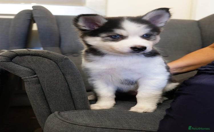 Mixed Breed dogs Pomsky for sale - Advert 2