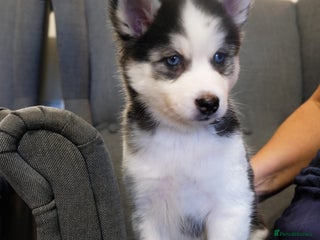 Mixed Breed dogs Pomsky for sale - Advert 9