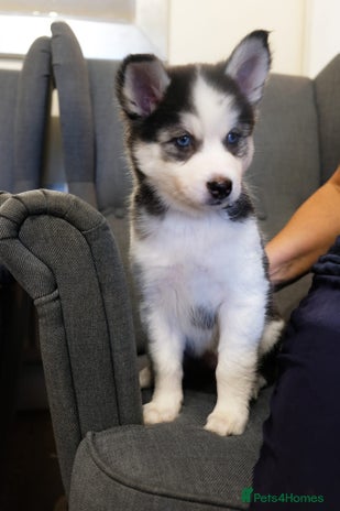 Mixed Breed dogs Pomsky for sale - Advert 2