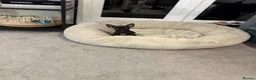 Chihuahua dogs for sale: Super tiny male Chi  in Derby - Advert 4