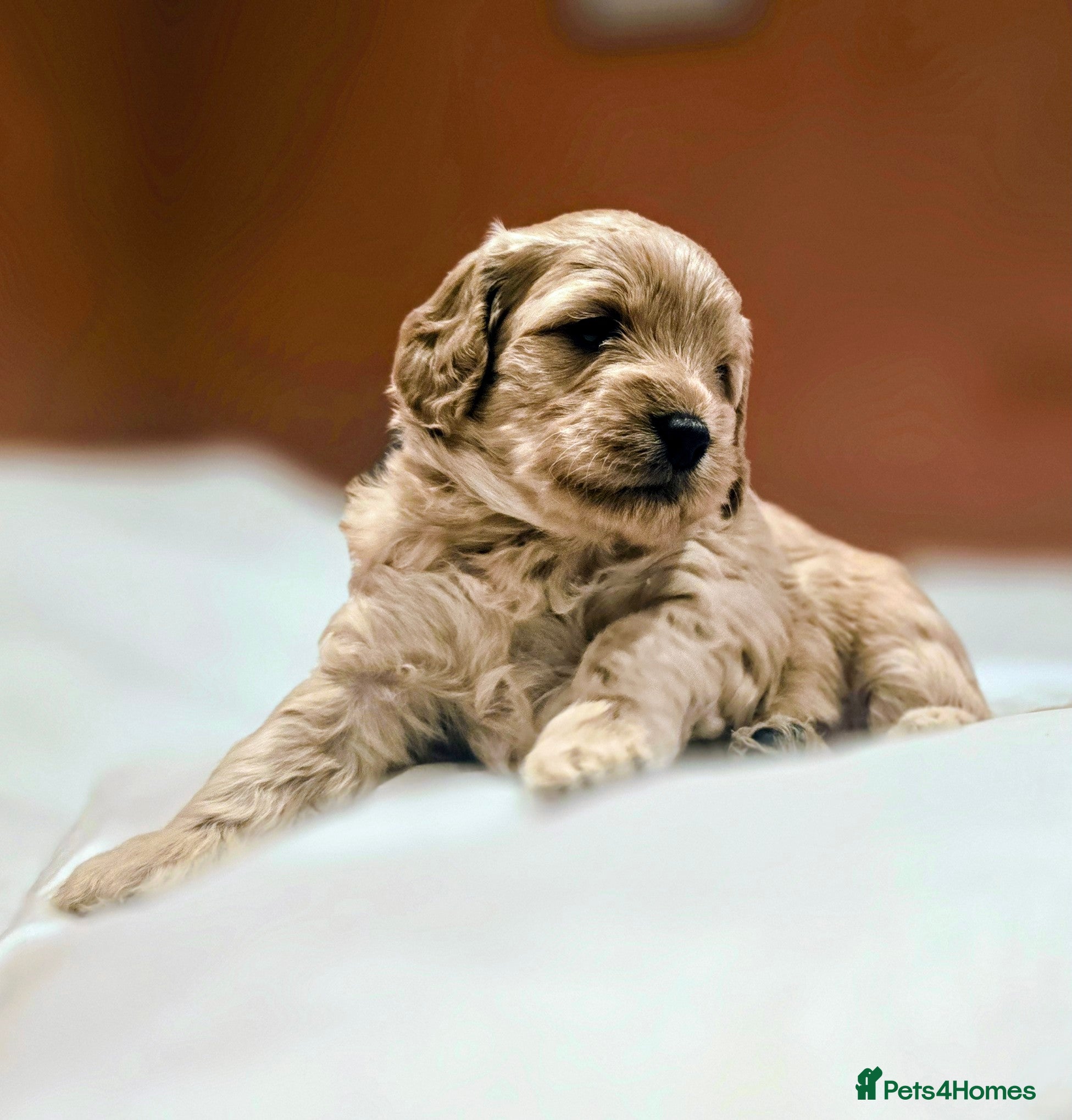 Cockapoo dogs Beautiful F1B cockapoo's  - Advert 2
