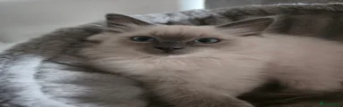 Lil Frankie 