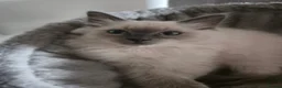 Ragdoll cats for sale: Beautiful Chunky Fluffy Ragdoll kittens in Southend-on-Sea - Advert 2