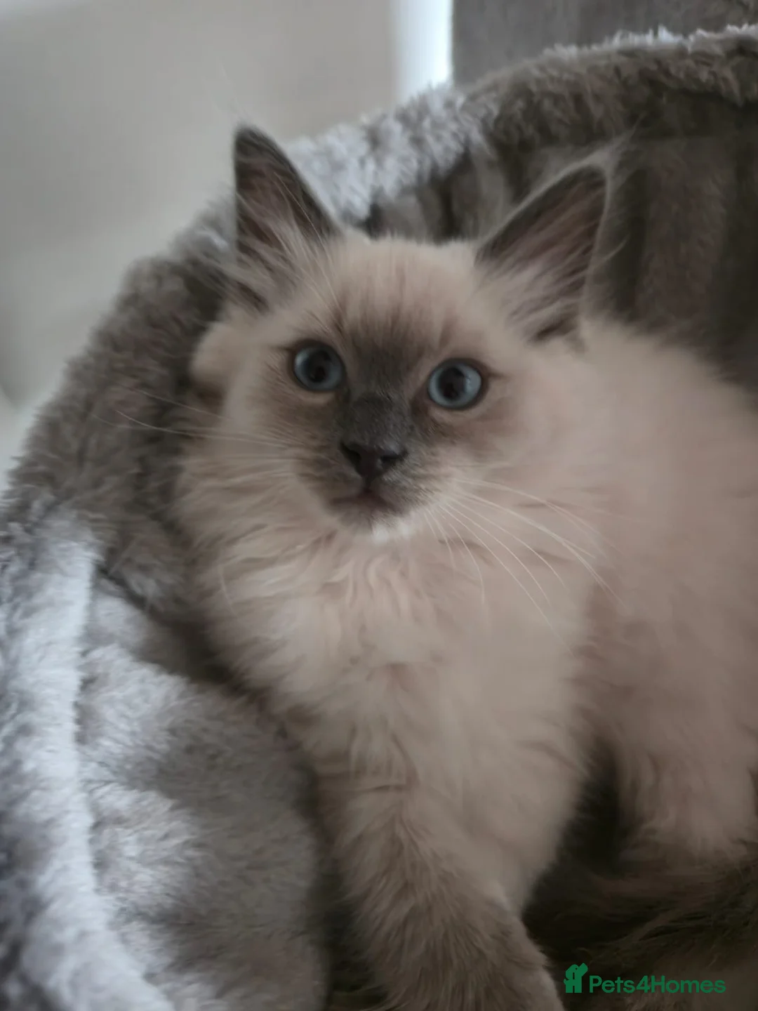 Ragdoll cats for sale: Beautiful Chunky Fluffy Ragdoll kittens in Southend-on-Sea - Advert 2