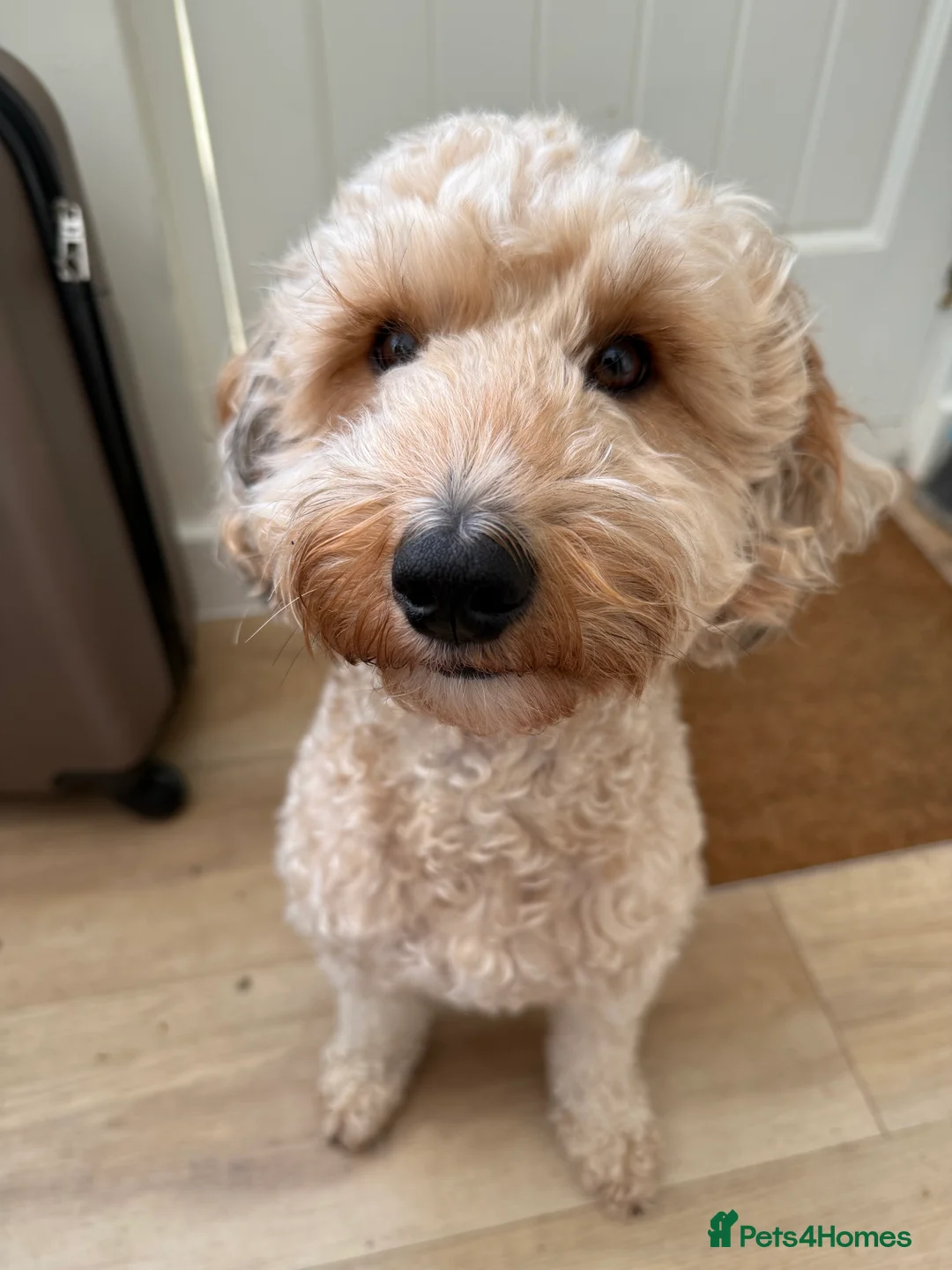 Mixed Breed dogs for sale: Tibetan Terrier Cross Puppies  - Advert 1