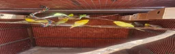 Budgerigars birds for sale: Budgies  - Advert 5