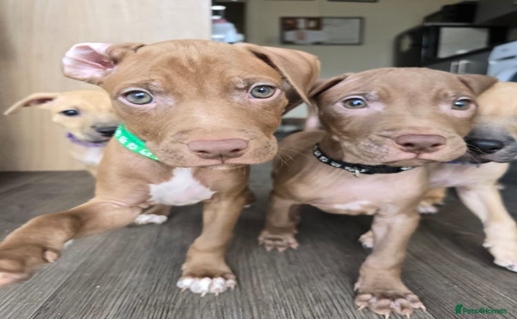 Mixed Breed dogs - Advert 2