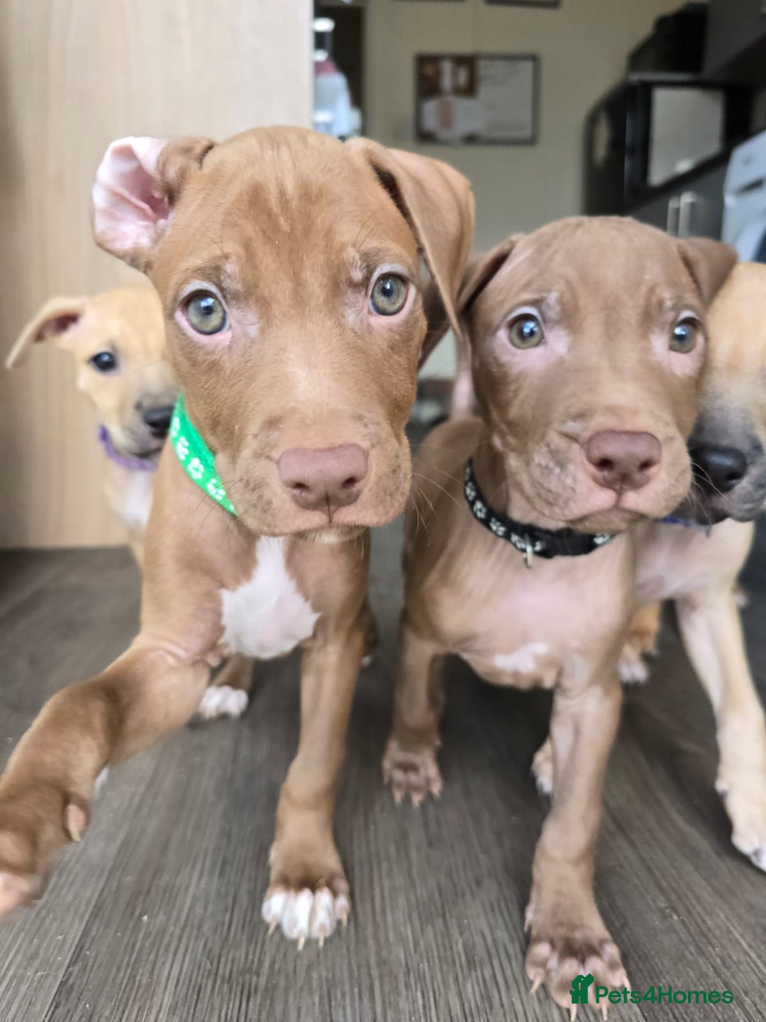 Mixed Breed dogs for sale: Staff cross pups - Image 1