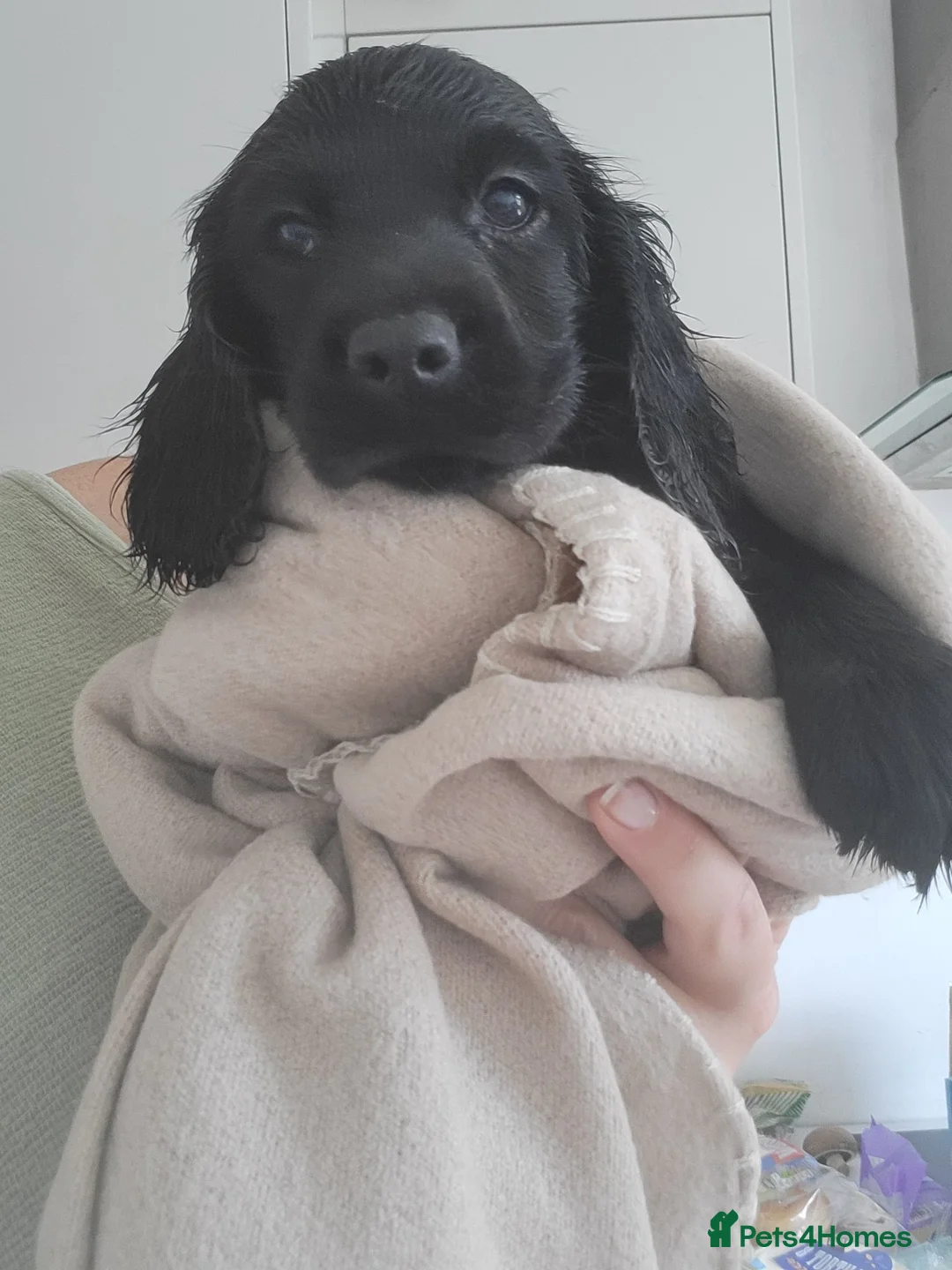 Cocker Spaniel dogs for sale: Cocker spaniel  in Runcorn - Advert 5