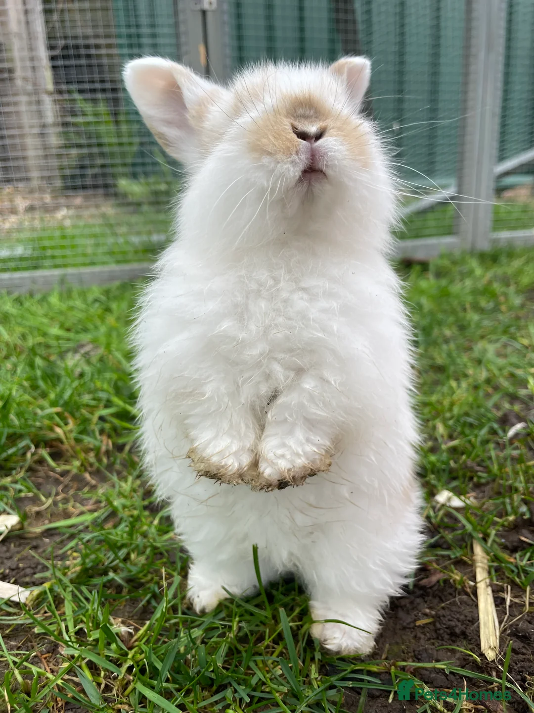 Mini Lop rabbits for sale: Beautiful mini lops looking for their forever home - Advert 2