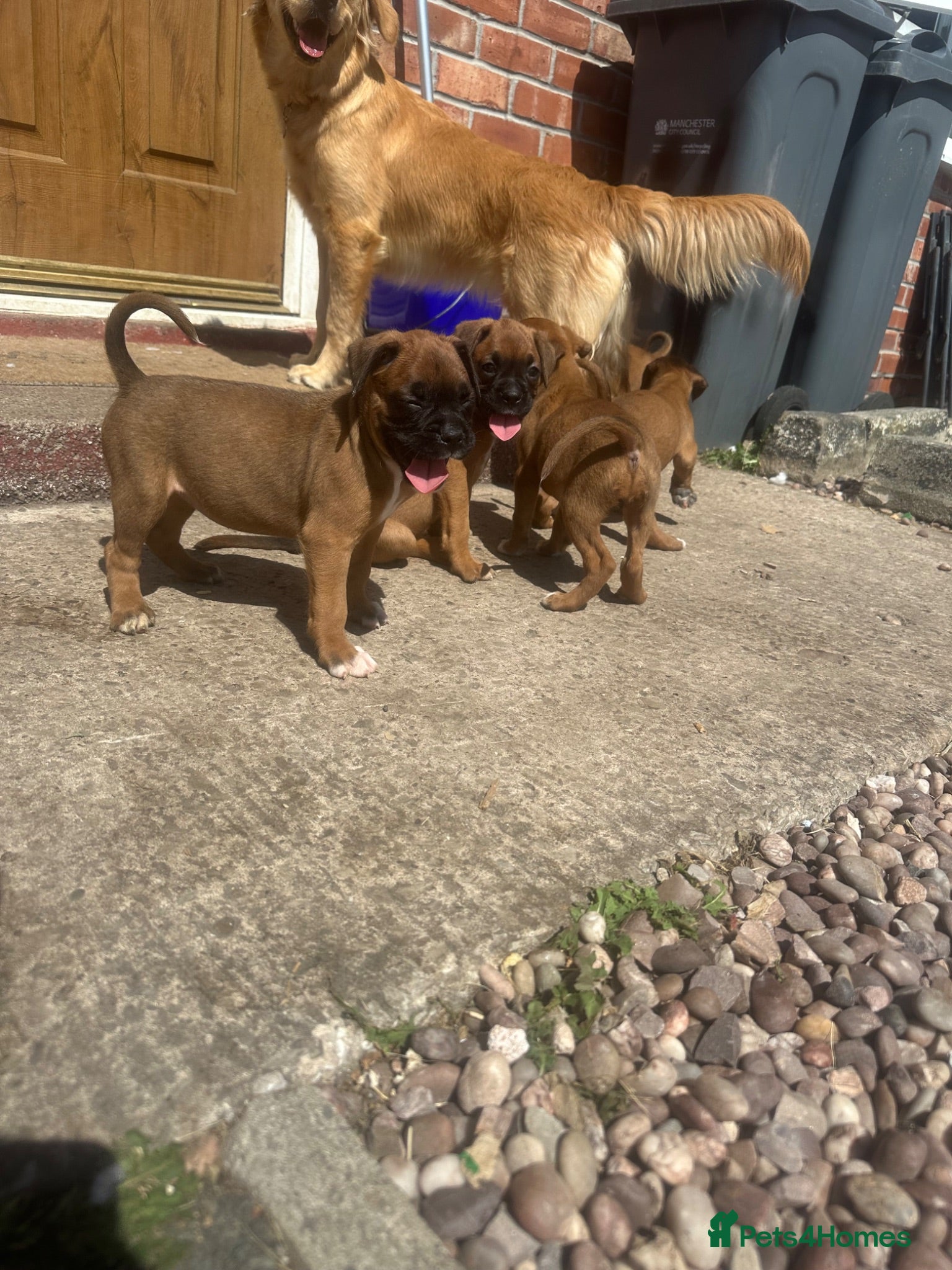 Boxer dogs Beautiful  boxer puppies 🐶❤️ - Advert 1