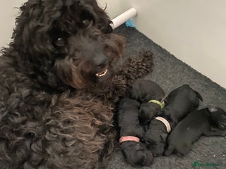 Mixed Breed dogs COCKERPOO/BEDLINGTON GIRL PUPPY!!!❤️ - Advert 1