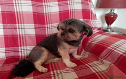 Lhasa Apso dogs for sale: Lhasa Apso 4 year old Bitch - Image 9