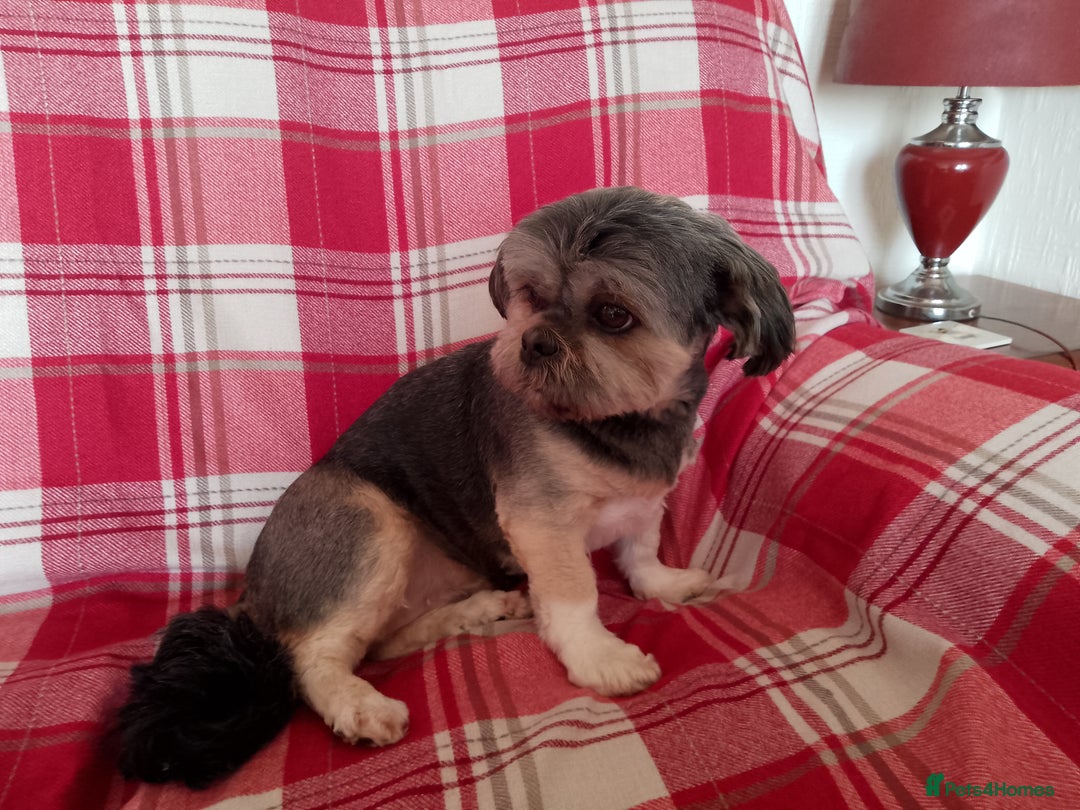 Lhasa Apso dogs for sale: Lhasa Apso 4 year old Bitch - Image 9