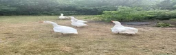 Geese poultry for sale: Geese/Gander - Advert 4