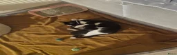 Mixed Breed cats for sale: Kittens for sale  - Advert 10