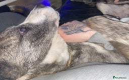 Mixed Breed dogs for sale: Lovely lady looking for good home - Image 6