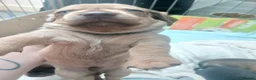 Dachshund dogs for sale: Dachshund cross chihuahua pups - Advert 10