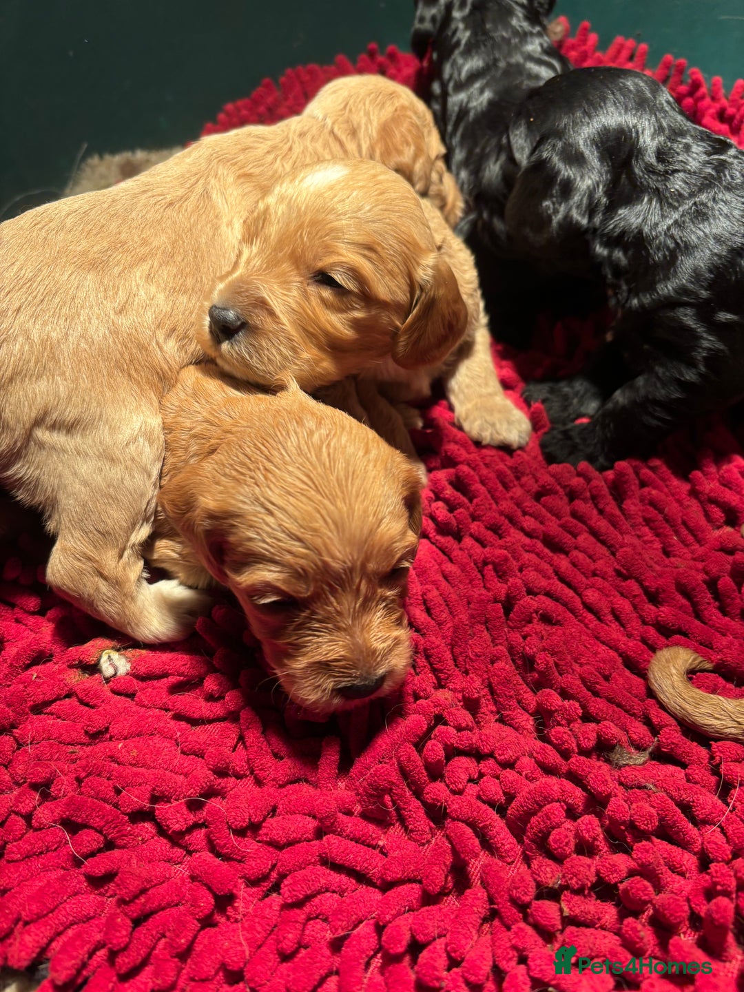 Cockapoo dogs for sale: Cockerpoo puppies - Advert 5