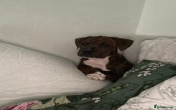 Mixed Breed dogs for sale: 16 week American Bulldog/staff - Advert 11