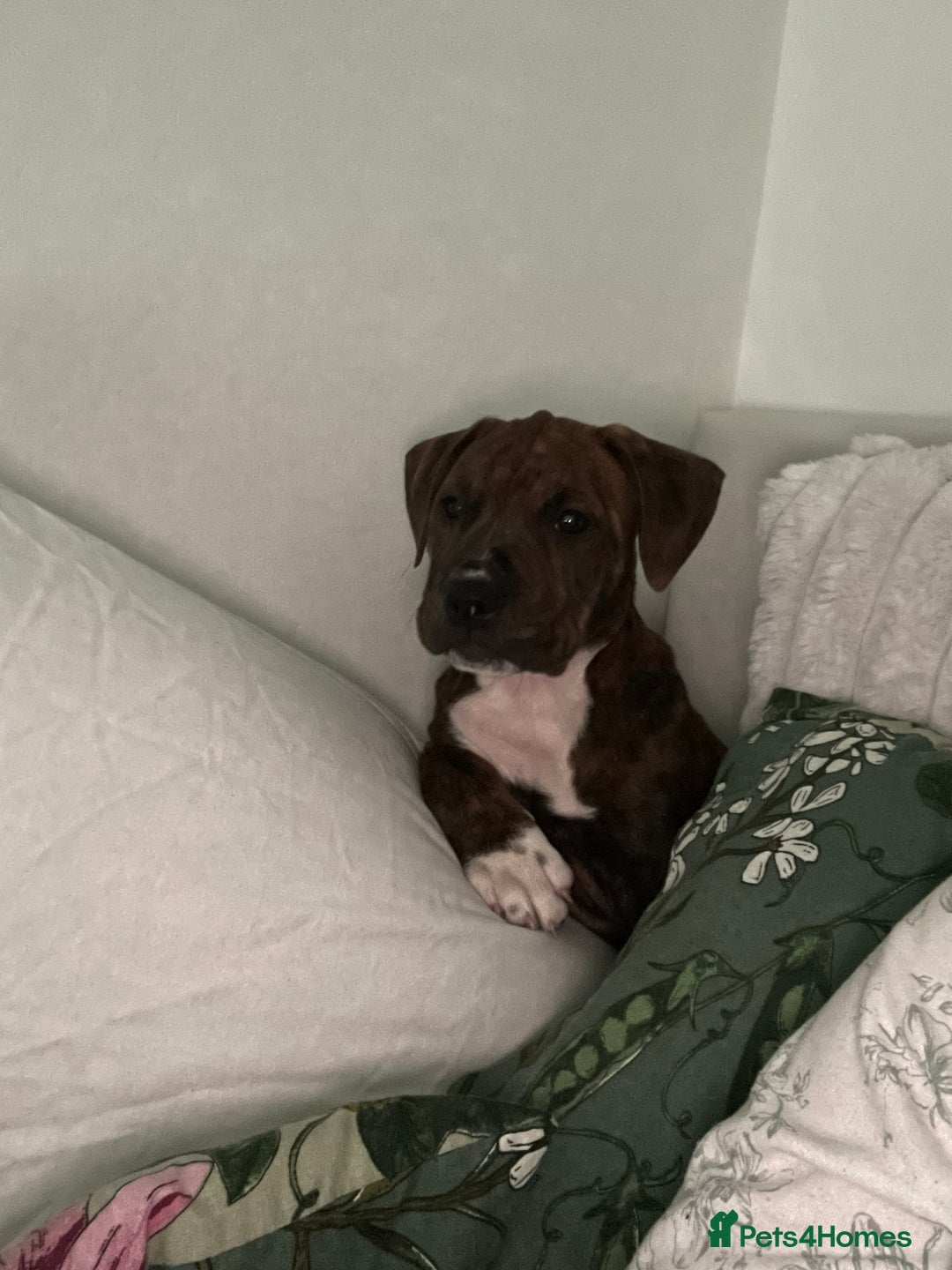 Mixed Breed dogs for sale: 16 week American Bulldog/staff - Advert 11
