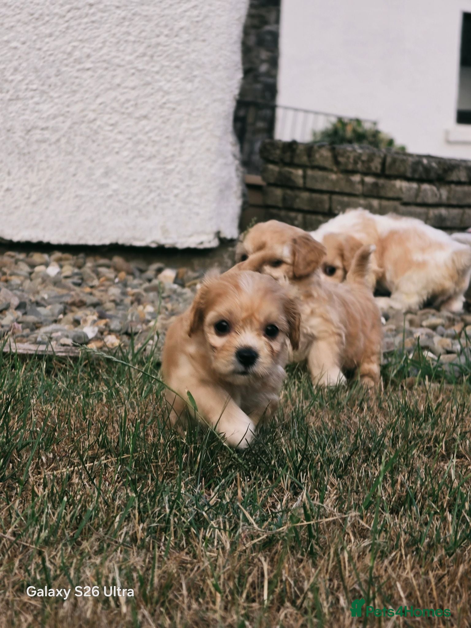 Cavachon dogs 10 STUNNING CAVACHONS😍🐾💙💖 - Advert 1