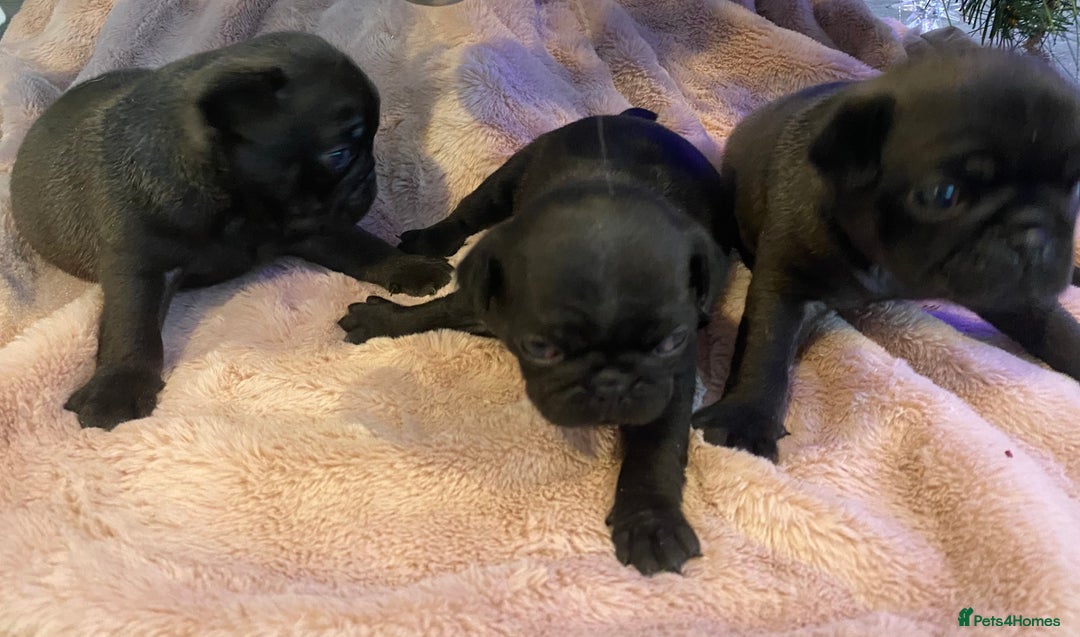 Pug dogs for sale: 💓 PUG BABIES 💓  - Advert 12