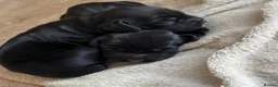 Cocker Spaniel dogs for sale: Cocker spaniel Pups - Advert 15