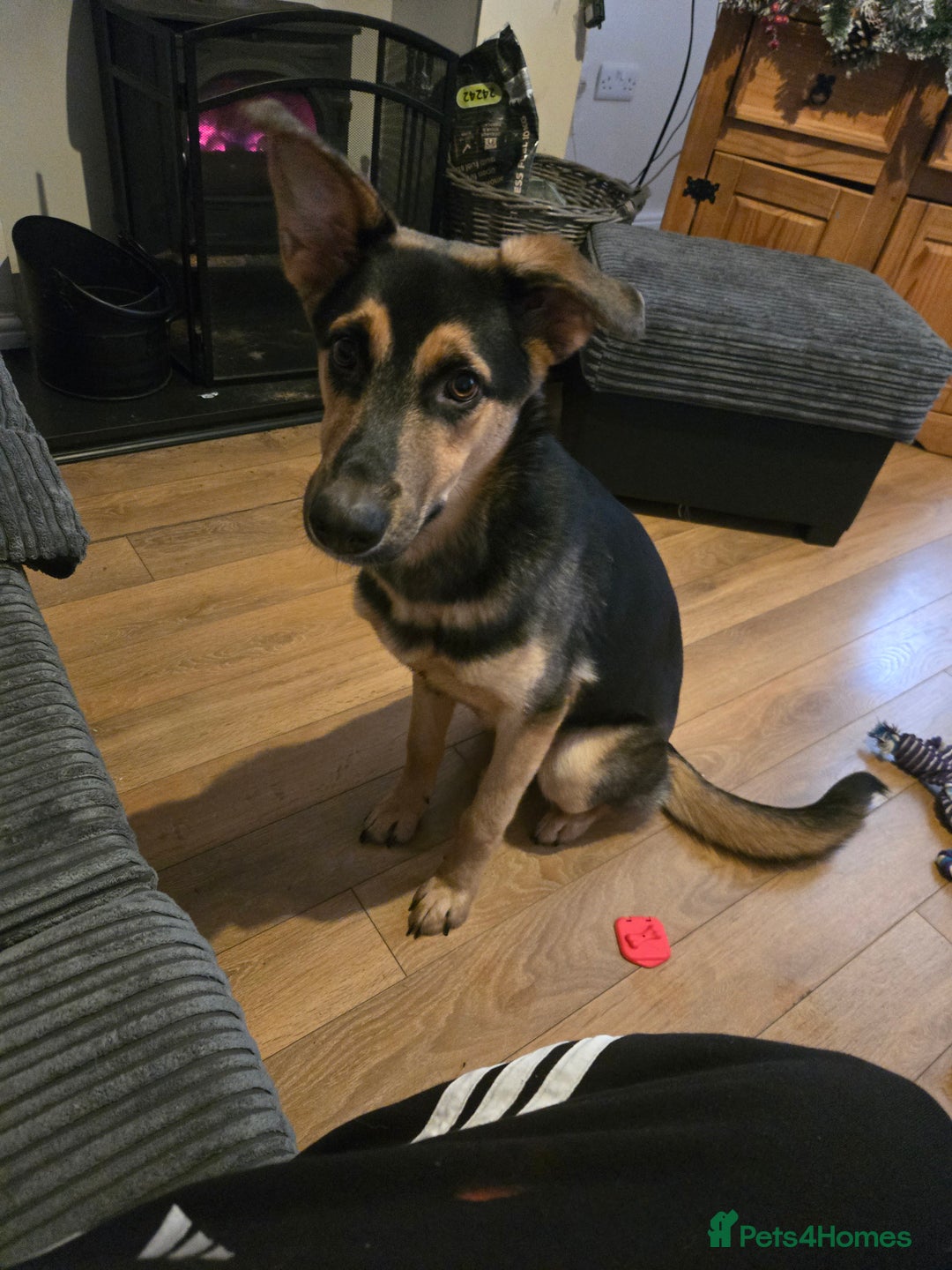 Shepsky dogs for sale: Female shepsky 7 months old - Advert 1