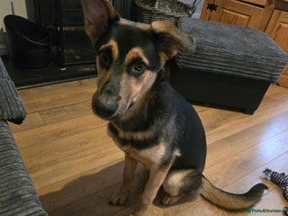 Shepsky dogs Female shepsky 7 months old - Advert 1