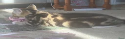 British Shorthair cats for sale: Stunningly beautiful British shorthair cross  in Wotton-under-Edge - Advert 5
