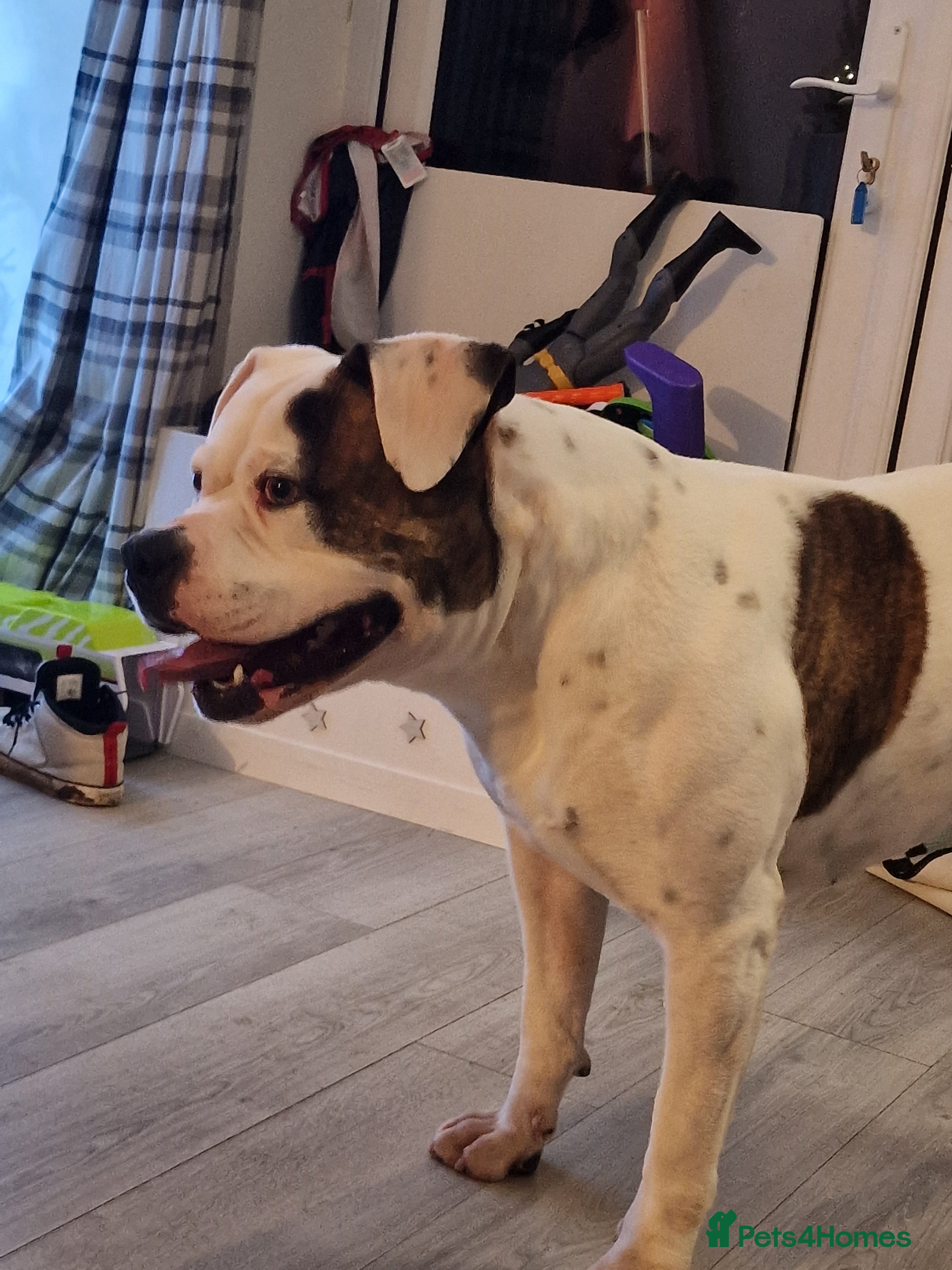 American Bulldog dogs Male American Bulldog  - Advert 19