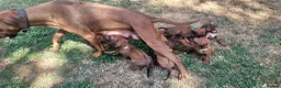 Rhodesian Ridgeback dogs for sale: Kc reg.health tested Rr puppies in Rugby - Advert 8