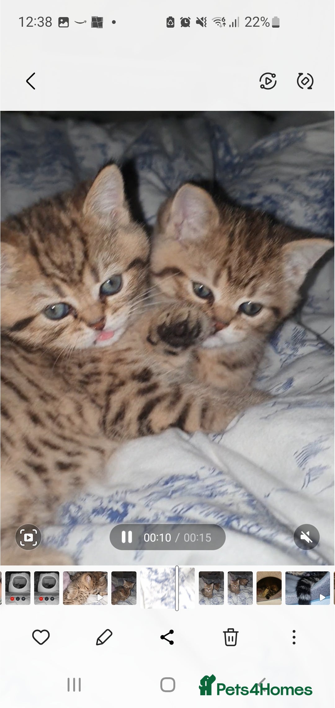 British Shorthair cats for sale: British Shorthair Black and Brown Golden Tabby ✨️  - Advert 6