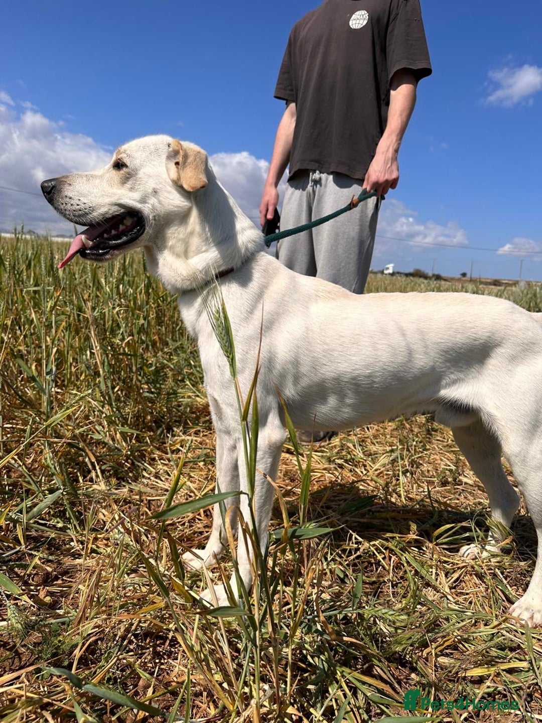 Mixed Breed dogs for sale: Evan and Chance (please read) - Image 12