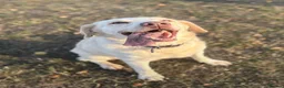 Labrador Retriever dogs for stud: For Stud only  in Sidcup - Advert 3