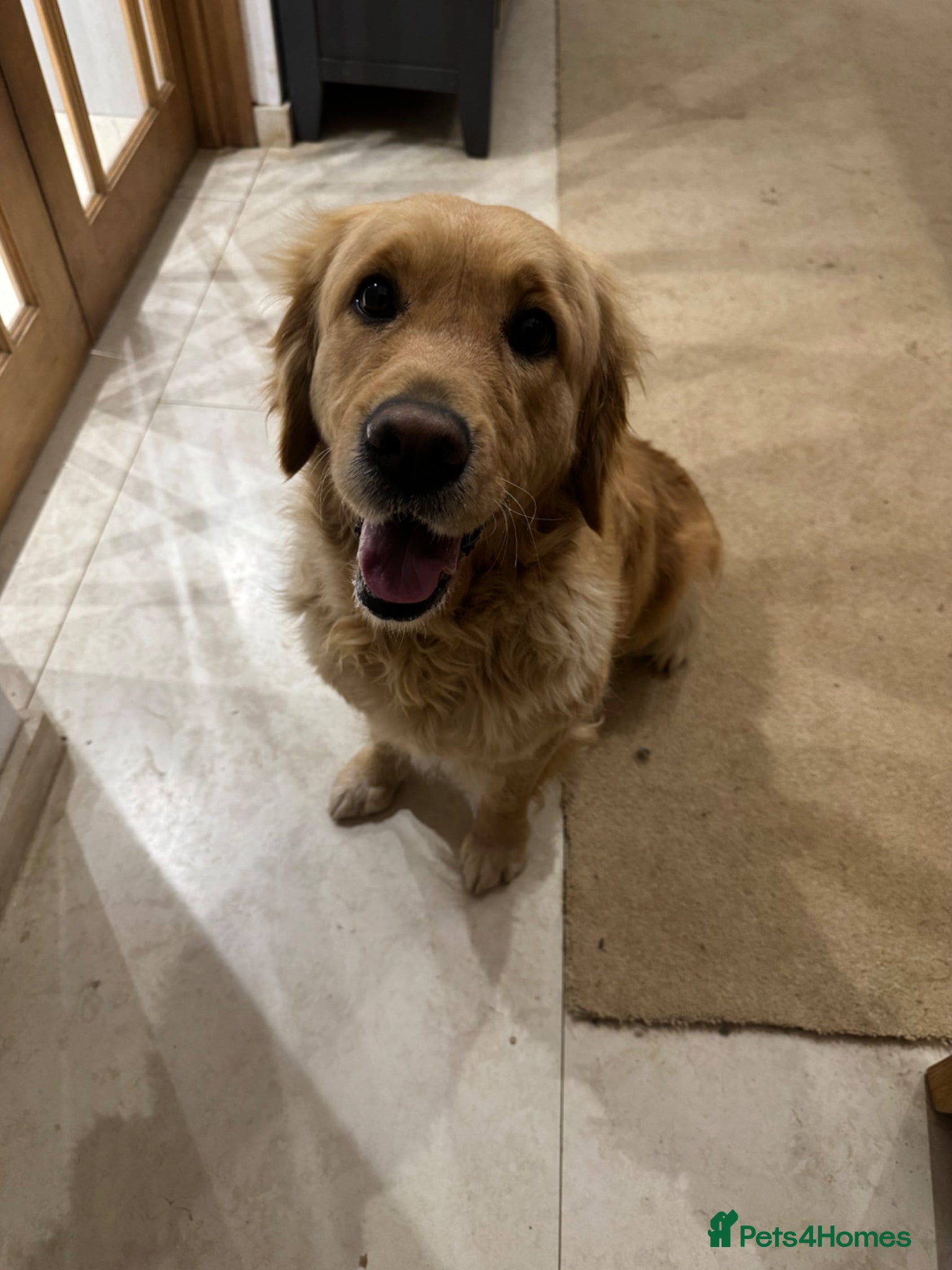 Golden Retriever dogs for sale: Beautiful, KC registered  Golden Retriever puppies - Advert 11