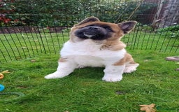 Akita dogs for sale: Beautiful KC registered Akitas  - Image 7