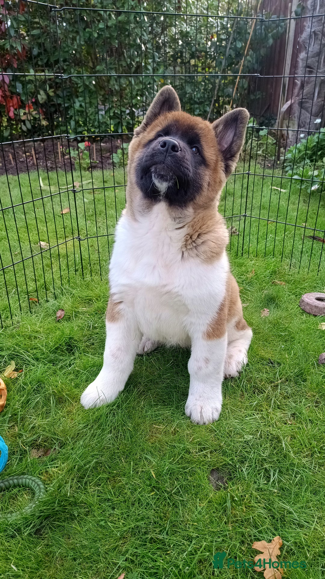 Akita dogs for sale: Beautiful KC registered Akitas  - Image 7